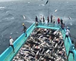The island is the absolute land of tuna fishes and tuna factories and caning also for ice-cold storages which make it a perfect place for business and